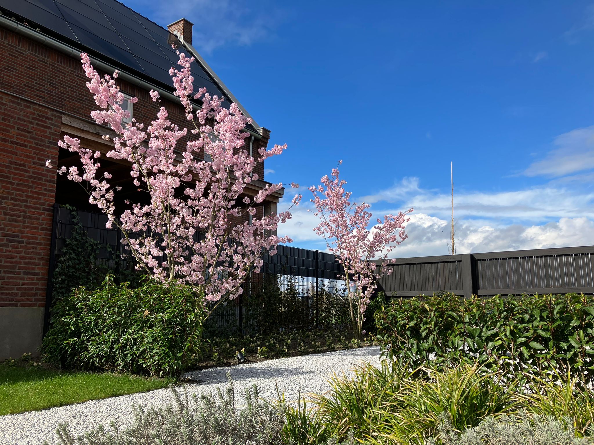 Minimalistische tuin Middelbeers 01