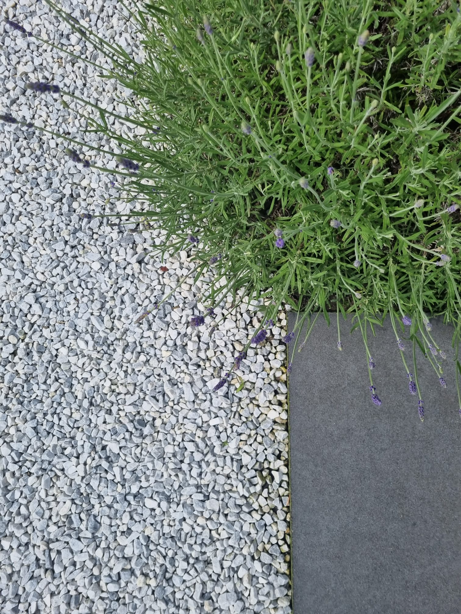 Minimalistische tuin Middelbeers 04